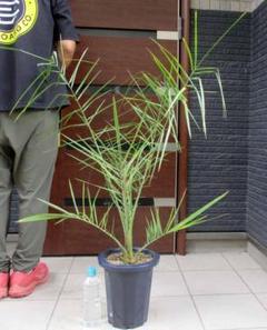 【現品】フェニックス・シルベストリス　(シルバーデーツパーム)８号　２T番 楽天市場】庭木・植木 フェニックス・シルベストリス（シルバー