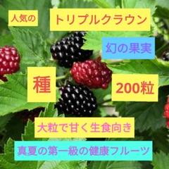 2025年最新】ブラックベリー トリプルクラウンの人気アイテム