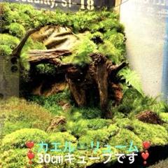 ❣️苔アート❣️ガラス水槽 自然風景レイアウト[送料込み] ❣️苔アート❣️ガラス水槽 自然風景レイアウト[送料込み]