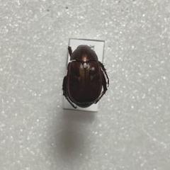 昆虫食 樹脂標本 Colorful Scarab Beetle Mimela splendens