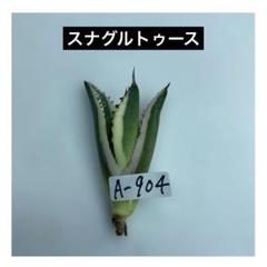 【現品】 アガベ チタノタ オテロイ スナグルトゥース C 中株 良血統 鉢植 アガベ チタノタ オテロイ 沖縄実生 | mana's green:塊根植物