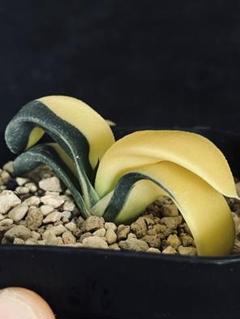メルカリ便発送&ロウルサンコさんラベル付き☆多肉植物 ガステリア 臥牛 王頭 メルカリ便発送&ロウルサンコさんラベル付き☆多肉植物