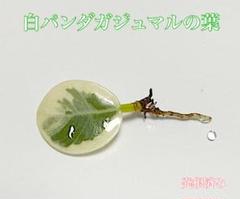 よ*ん様 元祖 ⬛︎ 白パンダ ガジュマル ⬛︎挿し木専用 引*ン様 元祖⬛︎ 白 パンダ ガジュマル ⬛︎挿し木専用 - メルカリ