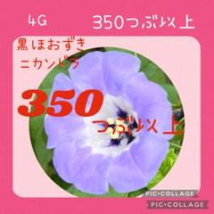 黒ほおずき(ニカンドラ)種 350粒以上 4g ♡オマケ付 - メルカリ