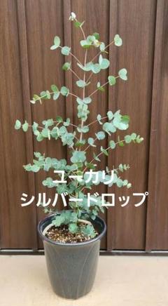 ユーカリ グニ―苗 大型 190㎝❗ 幅80㎝❗10号鉢 美形 特選最優良株❗