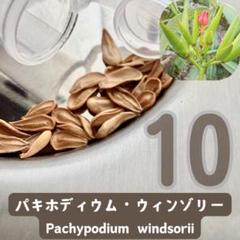 2025年5〜6月採取種子 パキポディウム ウィンゾリー 種子 20粒 国内実生 2025年5〜6月採取種子 パキポディウム ウィンゾリー 種子 10粒