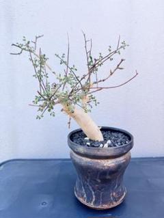 コミフォラ•カペンシス　実生　① コミフォラ カペンシス | X−PLANTS