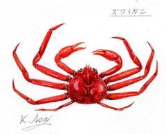 Amazon.co.jp: 生物細密画（水彩）「イシガニ : おもちゃ