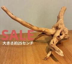 ☆新品未使用☆SHOP購入品ブランチウッド　アクアリウム　パルダリウム　爬虫類⑦