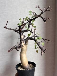 超特価sale開催】 Commiphora kataf 2 発根済現地株