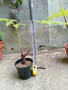 ヒカゲヘゴ苗木6号ポットレア観葉植物風水古代植物沖縄県産