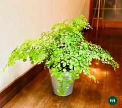 アジアンタム 観葉植物の中古 未使用品 メルカリ