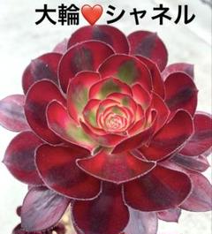 多肉植物 アエオニウム シャネル 24苗 N's Style Garden 〜陶器&多肉植物〜 | アエオニウム