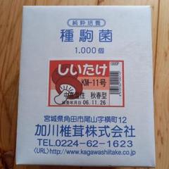 しいたけ種駒菌 1000個×2箱計2000個