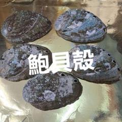 鮑あわび貝殻5枚
