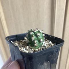 ユーフォルビア　トム　自根　発根済み　コーデックス　塊根植物 ユーフォルビア トム 自根 発根済み コーデックス 塊根植物