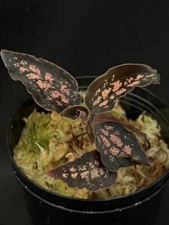 ス*ウ様 Cystorchis sp. シストーチス　パプア　原産地由来 Cystorchis sp. Papua (Green Type)Eurycentrum？今後、追記or