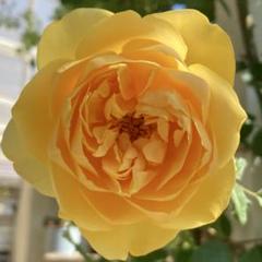 2025年最新】薔薇 挿し木苗の人気アイテム - メルカリ