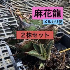 2025年最新】麻花龍 アガベの人気アイテム - メルカリ