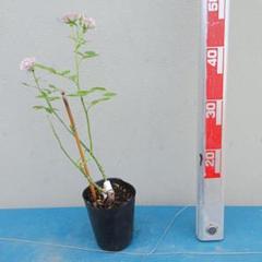 2025年最新】切り花品種 薔薇の人気アイテム - メルカリ
