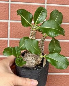 パキポディウム　ウィンゾリー開花直前（国内実生） パキポディウム ウィンゾリー開花直前（国内実生） - メルカリ