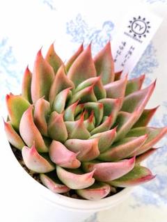 多肉植物 エケベリア おらいさん苗 ザラゴーサspノバ ⑤ 子株付き 2025年最新】ザラゴーサSPノバの人気アイテム - メルカリ
