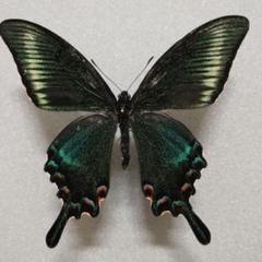 2025年最新】カラスアゲハ 標本の人気アイテム - メルカリ