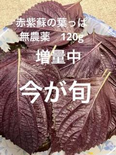 2025年最新】赤紫蘇 無農薬の人気アイテム - メルカリ
