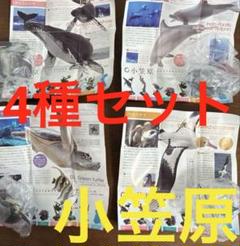 2025年最新】ネイチャー ウミガメの人気アイテム - メルカリ