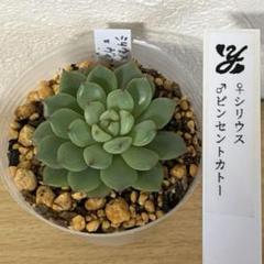 オーズプランツ・ゆきんこさん苗・韓国苗 6苗セット！メルカリ便発送 2025年最新】ゆきんこさん苗の人気アイテム - メルカリ