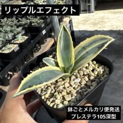 ごんた✴︎ メルカリ便発送‼︎　リップルエフェクト　鉢付き発送‼︎ レア株】リップルエフェクト 鉢ごとメルカリ便発送 発根済み