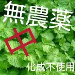青じそ 大葉 の苗の中古 未使用品 メルカリ