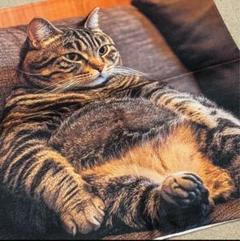 ソファ　キジトラ　クッションカバー　おっさん猫　可愛い　インテリア