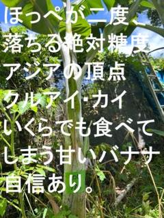ta621出品◆タイの最高峰2品種◆レディフィンガー&クルアイカイ◆大苗・ ta621様専用出品◇タイの最高峰2品種◇レディフィンガー