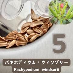 2025年最新】ウィンゾリー 種子の人気アイテム - メルカリ