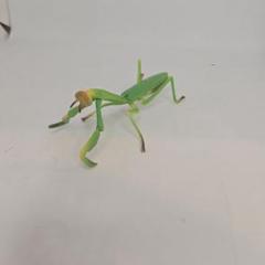 アザミカマキリ雄　立体標本 アザミカマキリ雄 立体標本 標本