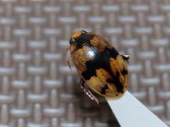2025年最新】ゲンゴロウ標本の人気アイテム - メルカリ