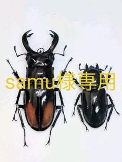 【2023年最新】クワガタ標本の人気アイテム - メルカリ