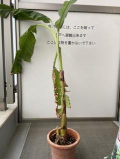 超モンスター苗、140cm◇伝統種・島バナナ◇世界一美味と記事