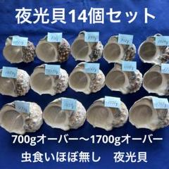 2025年最新】石垣島夜光貝￼の人気アイテム - メルカリ