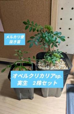 オペルクリカリアパキプス実生株【匿名配送】③ オペルクリカリアパキプス 実生株【匿名配送】① - メルカリ