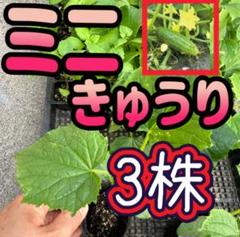 ちび&小さめきゅうり 楽天市場】しその葉ちびっこ胡瓜 350g×20 箱買い 大人買い