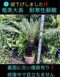 5千円値引❗️タイムセール中！❶奄美大島　耐寒性ソテツ 5千円値引❗️タイムセール中！➀奄美大島 耐寒性ソテツ - メルカリ