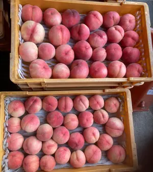 413.お買い得福島県産若桃摘果桃硬い桃カリカリ加工用3kg18〜25