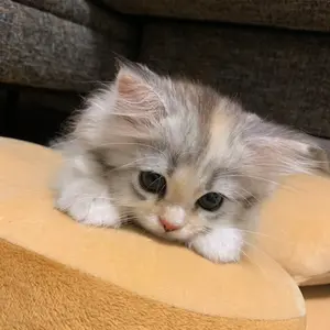 くーちゃん　adidas ベイスボールレザーシャツ　Sサイズ相当 くーちゃん様 専用 adidas ベイスボールレザーシャツ Sサイズ