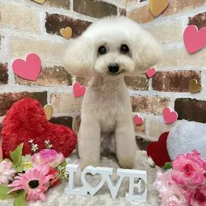 羊毛フェルト オーダー 「リアルで可愛いワンちゃん」トイ