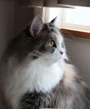 Ocho