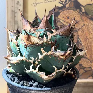 アガベ　チタノタ　オテロイ　シーザー　大株　ボールタイプ　4 アガベ チタノタ オテロイ シーザー ボールタイプ 大株 6 - メルカリ