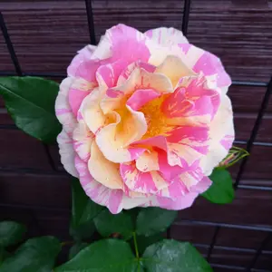 ●◎　人気のリーフ　ユーカリポポラス　ドライにリースに　常緑　冬越し苗　◎● ○◎ 人気のリーフ ユーカリポポラス ドライにリースに 常緑 冬