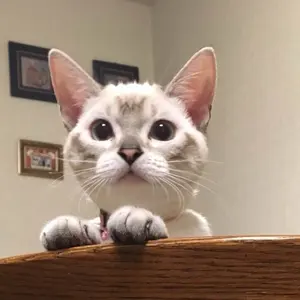 Christofle クリストフルシルバー銀製置物フィギュリン猫ネコ